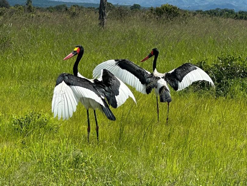 Nyerere Bird Watching